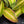 Emblemantha sp. formerly Labisia sp. *sunstressed pink *Grower's choice*
