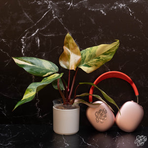 Philodendron 'Strawberry Shake'  *Grower's Choice*