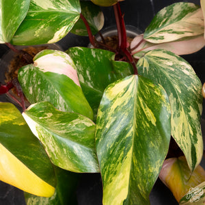 Philodendron 'Strawberry Shake'  *Grower's Choice*