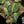 Philodendron Micans Variegated 'Velvet Halo' *Grower's Choice*