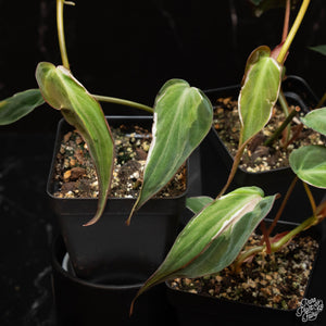 Philodendron Micans Variegated 'Velvet Halo' *Grower's Choice*