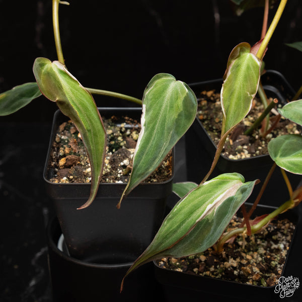 Philodendron Micans Variegated 'Velvet Halo' *Grower's Choice*