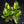 Philodendron 'Green Congo Nuclear’ variegated *Grower's choice*