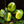 Philodendron 'Green Congo Nuclear’ variegated *Grower's choice*