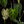 Philodendron verrucosum *Grower's choice*