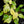 Homalomena Rubescens 'Mint Melon' *Grower's Choice*
