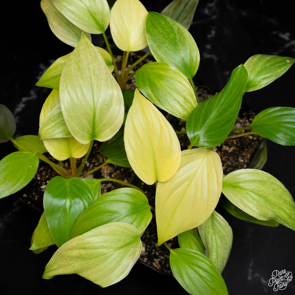 Homalomena Rubescens 'Mint Melon' *Grower's Choice*