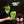 Philodendron billietiae x gloriosum *Grower's choice*