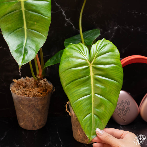Philodendron billietiae x gloriosum *Grower's choice*