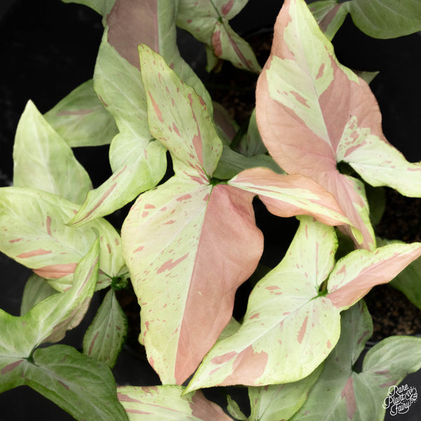Syngonium 'Strawberry Milk' *Grower's choice*