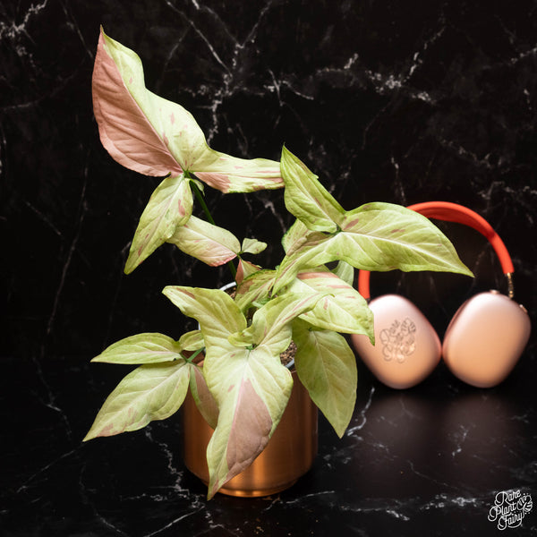 Syngonium 'Strawberry Milk' *Grower's choice*