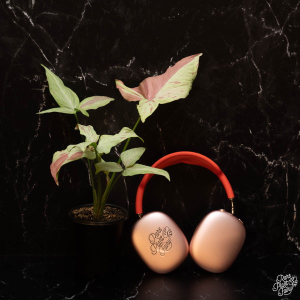 Syngonium 'Strawberry Milk' *Grower's choice*