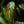 Monstera 'Burle Marx Flame' *Grower's Choice*
