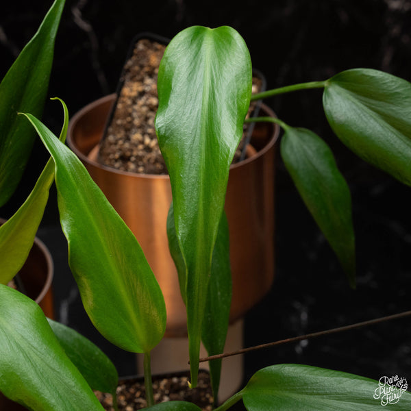 Monstera 'Burle Marx Flame' *Grower's Choice*