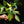 Philodendron 'Florida Beauty' *Grower's Choice*