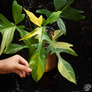 Philodendron 'Florida Beauty' *Grower's Choice*
