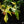 Philodendron 'Florida Beauty' *Grower's Choice*
