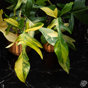 Philodendron 'Florida Beauty' *Grower's Choice*