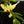 Philodendron 'Florida Beauty' *Grower's Choice*