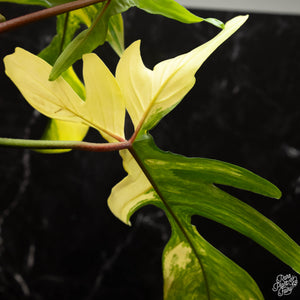 Philodendron 'Florida Beauty' *Grower's Choice*