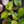 Monstera Deliciosa Aurea Variegated (Large Form) *Grower's Choice*