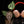 Anthurium 'Michelle' by DocBlock ®  *Growers choice*