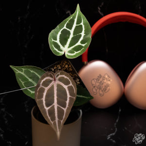 Anthurium 'Michelle' by DocBlock®  *Grower's Choice*