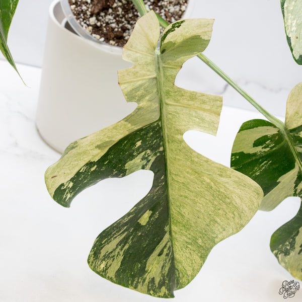 Monstera Deliciosa Mint Variegated NOID (Intermediate Form) (wk33-J)