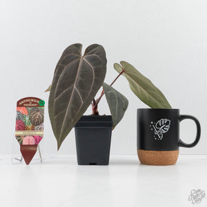 Anthurium Dark and  Handsome '9' x Minerva '20' by DocBlock® (wk26-F)