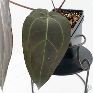 Anthurium Dark and  Handsome '9' x Minerva '20' by DocBlock® (wk26-F)