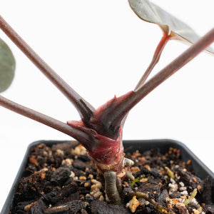 Anthurium Dark and  Handsome '9' x Minerva '20' by DocBlock® (wk26-F)