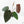 Anthurium Dark and Handsome '9' x Dark and Handsome '9' by DocBlock® (wk18-B)