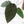 Anthurium Dark and Handsome '9' x Dark and Handsome '9' by DocBlock® (wk18-B)