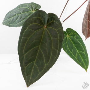 Anthurium Dark and Handsome '9' x Dark and Handsome '9' by DocBlock® (wk18-B)
