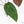 Anthurium Dark and Handsome '9' x Dark and Handsome '9' by DocBlock® (wk18-B)