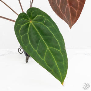 Anthurium Dark and Handsome '9' x Dark and Handsome '9' by DocBlock® (wk18-B)