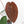 Anthurium Dark and Handsome '9' x Dark and Handsome '9' by DocBlock® (wk18-B)