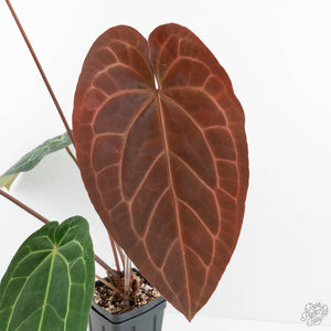 Anthurium Dark and Handsome '9' x Dark and Handsome '9' by DocBlock® (wk18-B)