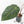 Anthurium Dark and Handsome '9' x Dark and Handsome '9' by DocBlock® (wk18-B)