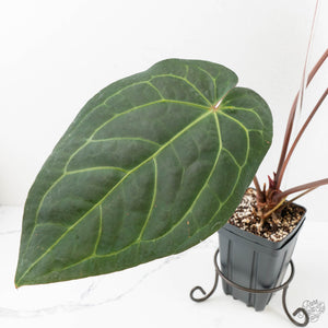 Anthurium Dark and Handsome '9' x Dark and Handsome '9' by DocBlock® (wk18-B)