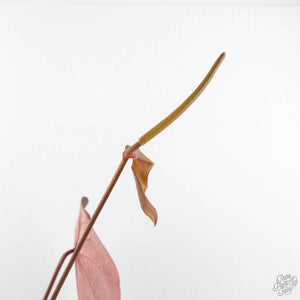 Anthurium Dark and Handsome '9' x Dark and Handsome '9' by DocBlock® (wk18-B)