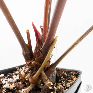 Anthurium Dark and Handsome '9' x Dark and Handsome '9' by DocBlock® (wk18-B)