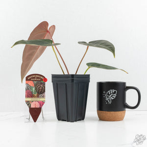 Anthurium Dark and Handsome '9' x Dark and Handsome '9' by DocBlock® (wk18-C)