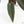 Anthurium Dark and Handsome '9' x Dark and Handsome '9' by DocBlock® (wk18-C)