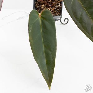 Anthurium Dark and Handsome '9' x Dark and Handsome '9' by DocBlock® (wk18-C)