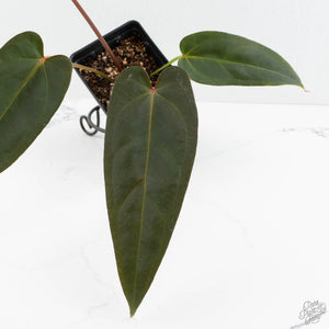 Anthurium Dark and Handsome '9' x Dark and Handsome '9' by DocBlock® (wk18-C)