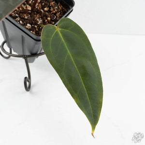 Anthurium Dark and Handsome '9' x Dark and Handsome '9' by DocBlock® (wk18-C)