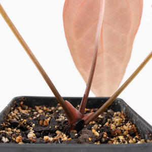 Anthurium Dark and Handsome '9' x Dark and Handsome '9' by DocBlock® (wk20-P)