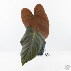 Anthurium Dark and Handsome '9' x Dark and Handsome '9' by DocBlock® (wk21-F)