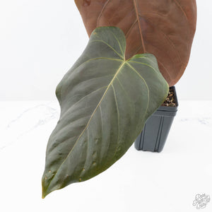 Anthurium Dark and Handsome '9' x Dark and Handsome '9' by DocBlock® (wk21-F)